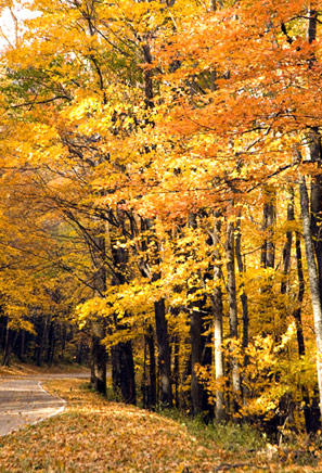 Fall Scene by Kar Shepherd, Kabob Images and Design