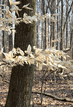 Summer Scene by Kar Shepherd, Kabob Images and Design