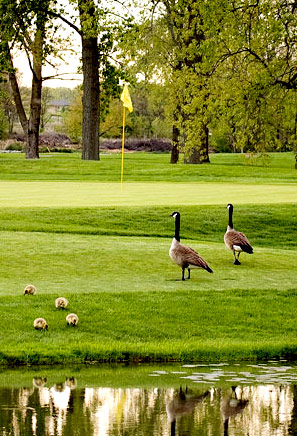 Summer Scene by Kar Shepherd, Kabob Images and Design